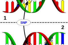 Abbildung 1: Darstellung eines Einzelnukleotipolymorphismus (SNP). Zu sehen ist die doppelsträngige DNA in der bekannten Doppelhelixform. Der DNA Abschnitt in der oberen und unteren Abbildung unterscheidet sich in einer Base. (Quelle: A Single Nucleotide Polymorphism is a change of a nucleotide at a single base-pair location on DNA. Created using OpenSCAD v2014.03 and Inkscape v0.48.5 von David Eccles via wikimedia https://commons.wikimedia.org/wiki/File:Dna-SNP.svg. CC (https://creativecommons.org/licenses/by/4.0/deed.en). Keine Veränderungen vorgenommen.