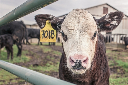 Das Fleischparadox entsteht, wenn Menschen sich bewusst werden, dass Sie gerne Fleisch essen, aber dadurch Tiere sterben. Quelle: https://pixabay.com/de/photos/kalb-kuh-maverick-nutztiere-362170/ Das Fleischparadox entsteht, wenn Menschen sich bewusst werden, dass Sie gerne Fleisch essen, aber dadurch Tiere sterben. Quelle: https://pixabay.com/de/photos/kalb-kuh-maverick-nutztiere-362170/